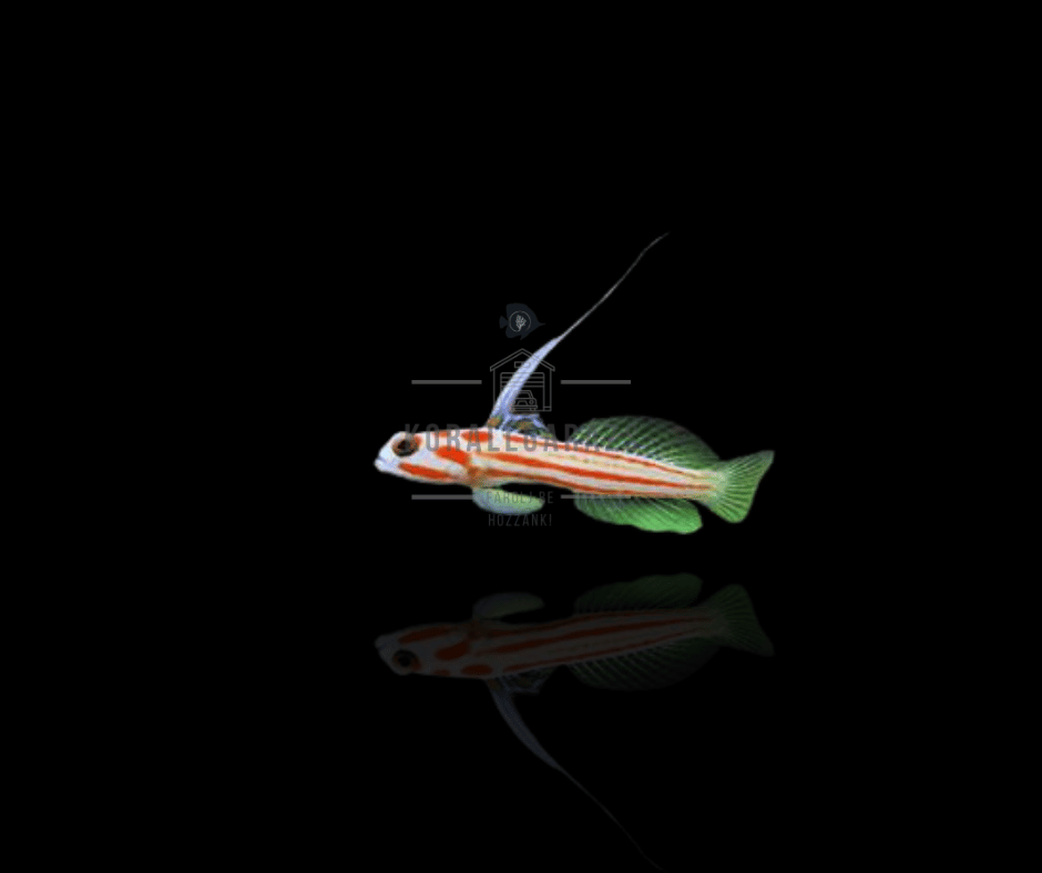 Stonogobiops Yasha